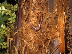 Spirobolellus antipodarus