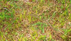 Thamnophis proximus orarius