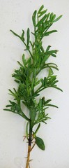 Psoralea muirii