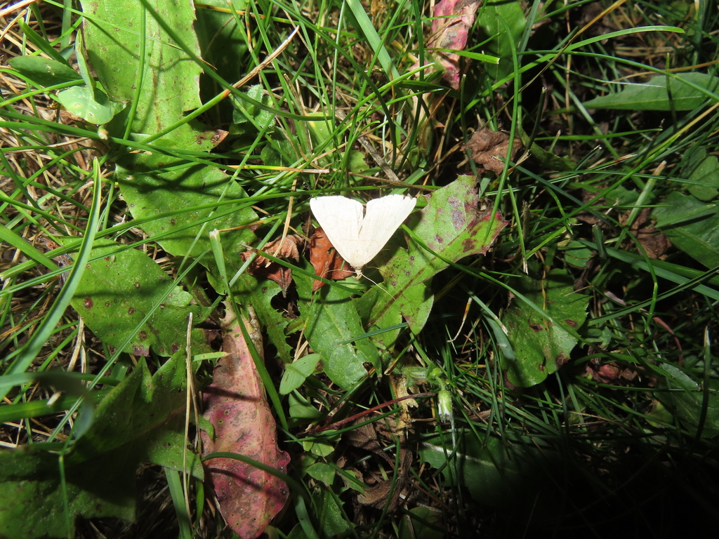 Butterflies And Moths From Dodge County WI USA On July 6 2023 At 09   Large 