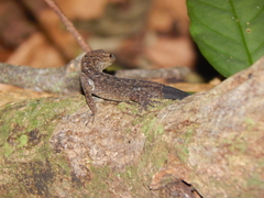 Gymnodactylus darwinii
