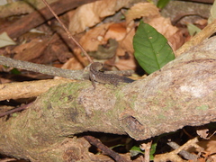 Gymnodactylus darwinii