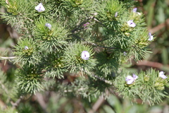 Psoralea muirii
