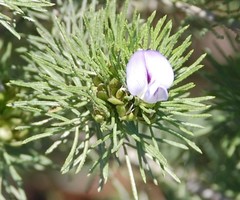 Psoralea muirii