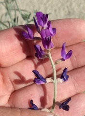 Astragalus lentiginosus borreganus