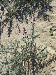 Astragalus lentiginosus borreganus