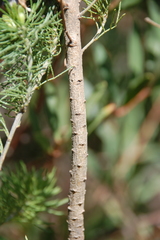 Psoralea muirii