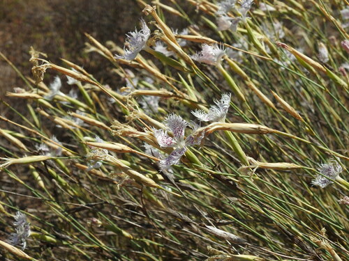 Image of Dianthus broteri by (c) Duarte Frade, some rights reserved (CC BY)