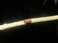 Cubaris tarangensis