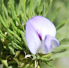 Psoralea muirii