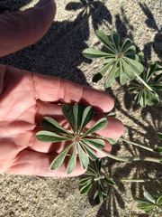 Lupinus shockleyi