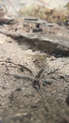 Caridina cantonensis