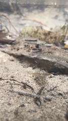 Caridina cantonensis