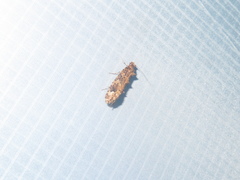 Lysiphragma epixyla
