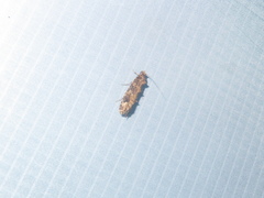 Lysiphragma epixyla