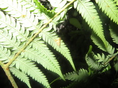 Glaucocharis selenaea