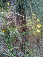 Dolichoglottis lyallii