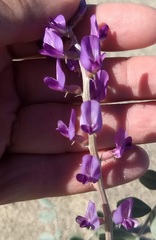 Astragalus lentiginosus borreganus