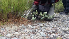 Veronica pinguifolia