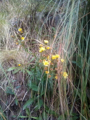 Dolichoglottis lyallii