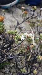 Veronica pinguifolia