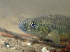 Pungitius laevis