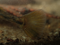 Pungitius laevis