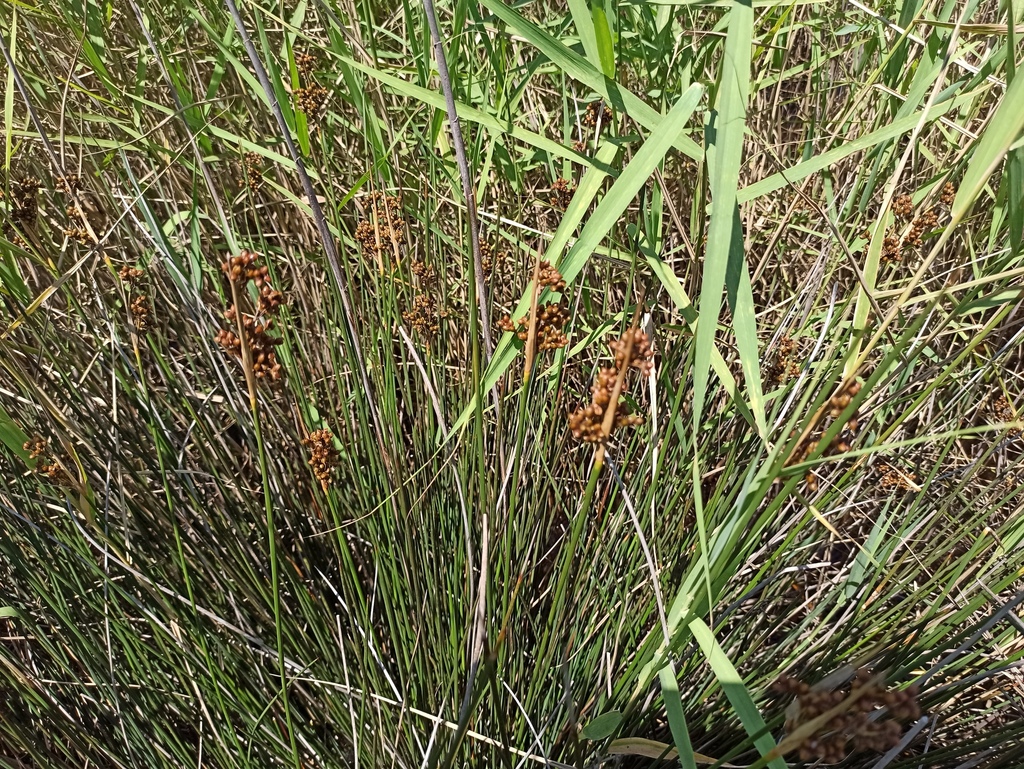 spiny rush from Тиват, Црна Гора on July 8, 2023 at 07:24 PM by roman ...