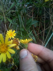 Dolichoglottis lyallii