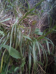 Dolichoglottis lyallii