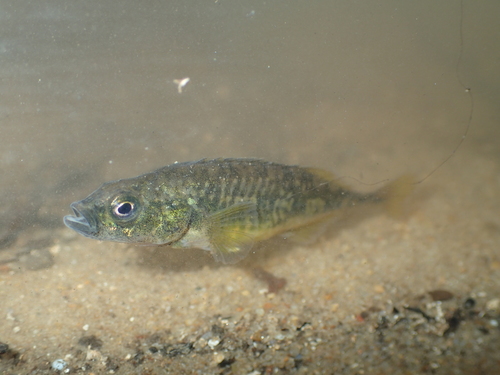 Pungitius laevis