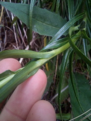 Dolichoglottis lyallii