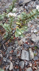 Veronica pinguifolia