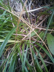 Dolichoglottis lyallii