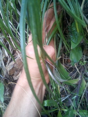 Dolichoglottis lyallii