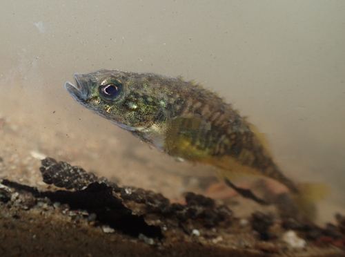 Smoothtail Ninespine Stickleback