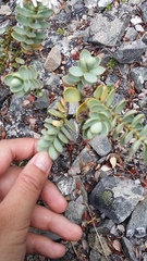 Veronica pinguifolia