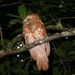 Short-tailed Frogmouth - Photo (c) David Renoult, some rights reserved (CC BY-NC), uploaded by David Renoult