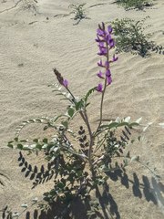 Astragalus lentiginosus borreganus