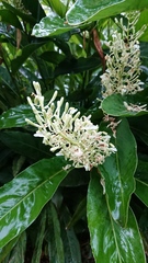 Alpinia galanga