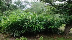 Alpinia galanga