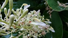 Alpinia galanga