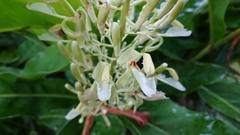 Alpinia galanga