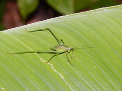 Engonia