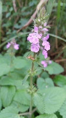Stachys drummondii