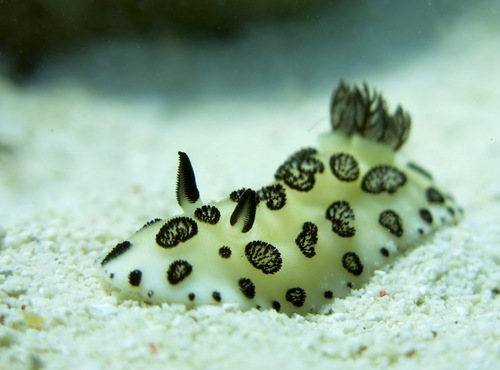 Mourning Dorid