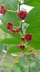 Snow Bush (Breynia)