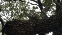 Tillandsia baileyi
