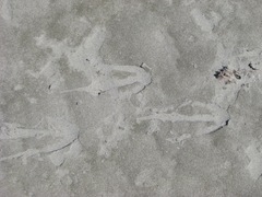 Megadyptes antipodes