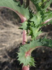 Sonchus asper